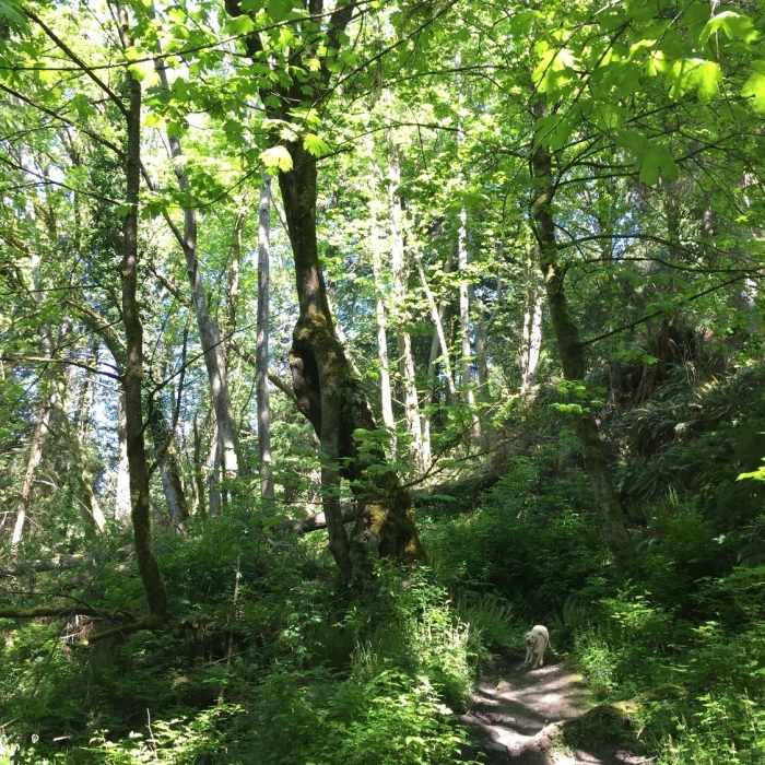 Near North Seahurst Park Nature Trail
