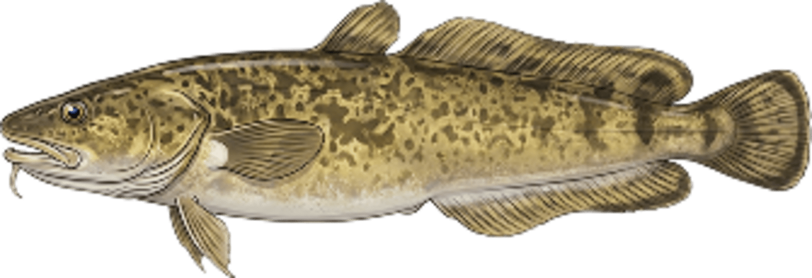Burbot