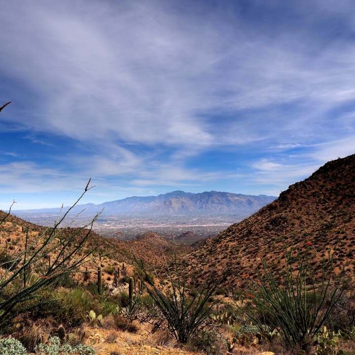 Near Wasson Peak Summit