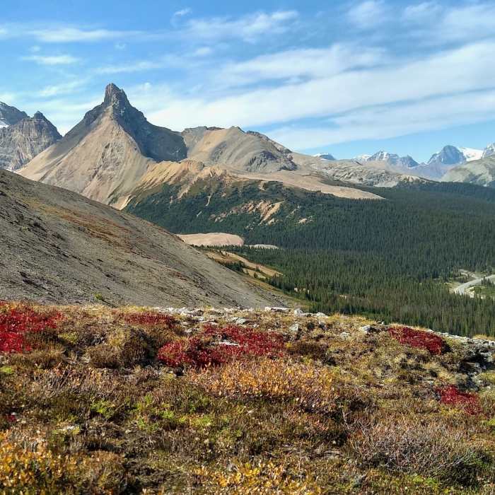 Mount Athabasca (left), Hilda Peak (center left), and Wilcox Peak (right) are seen to the west from Parker Ridge Trail. Near Parker Ridge Trail