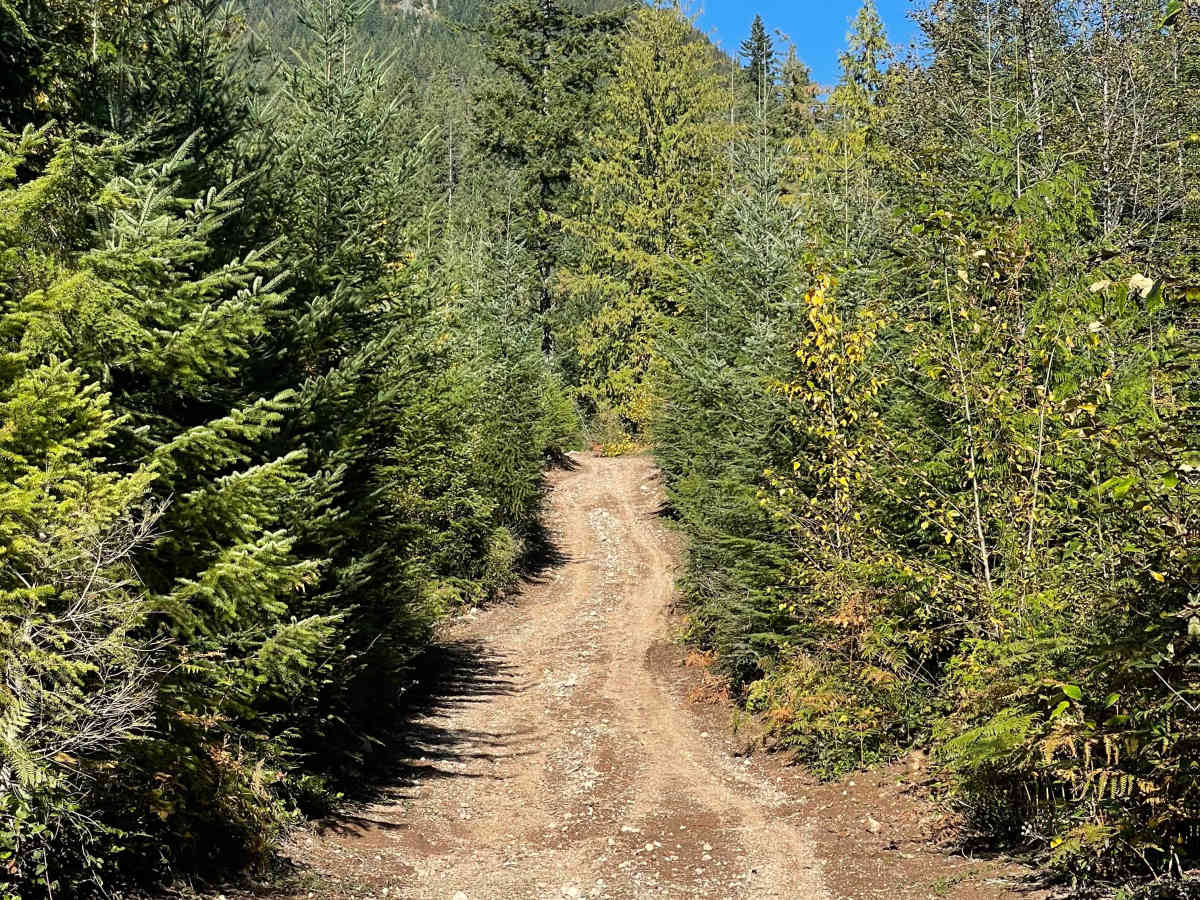 Skidder Hill trail photo