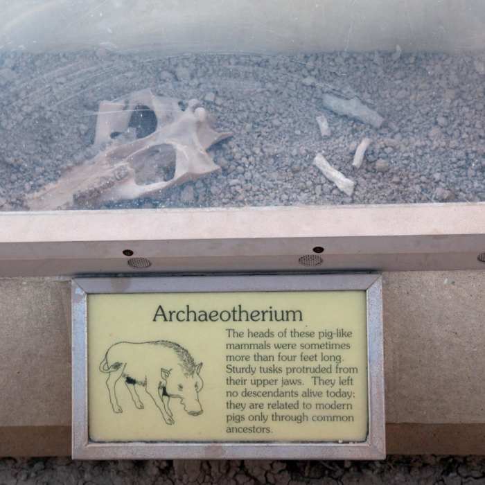 Near Fossil Exhibit Trail Near Fossil Exhibit Trail