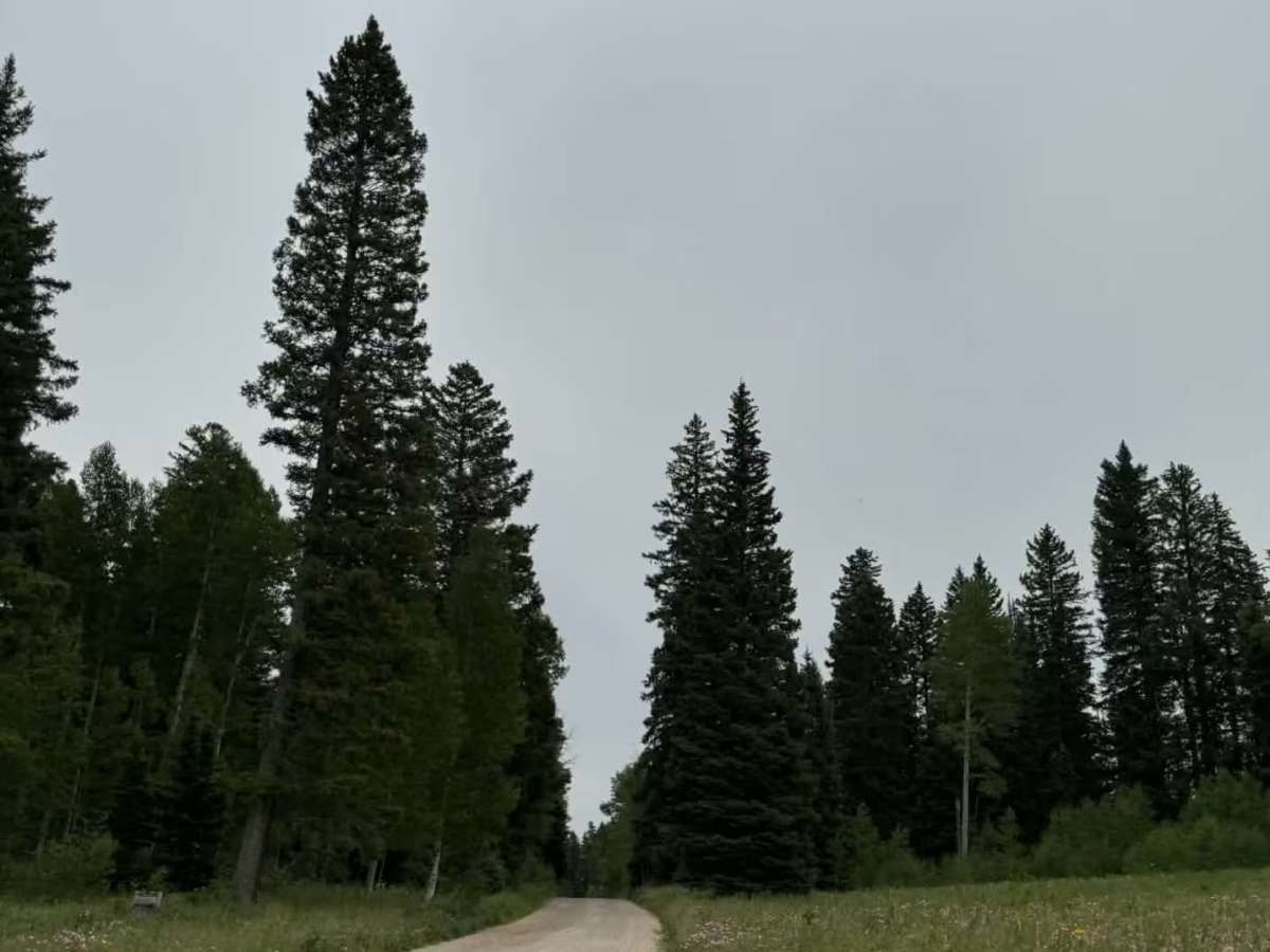 FS 245 photo 4