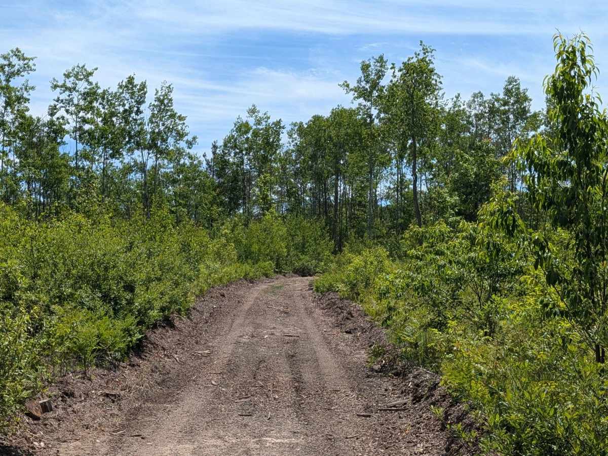 North Forest Trail photo 6