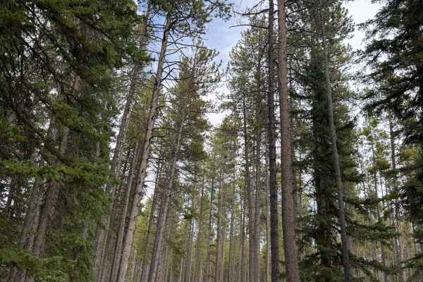 Middle Fork Campground Road