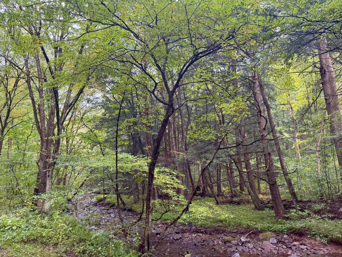 Belle Draft Road photo 6