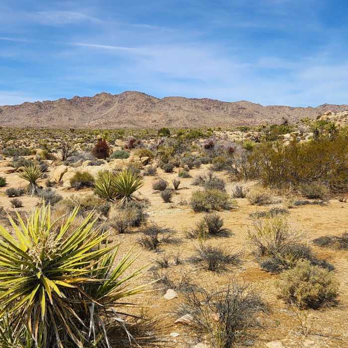 Near Queen Valley Road