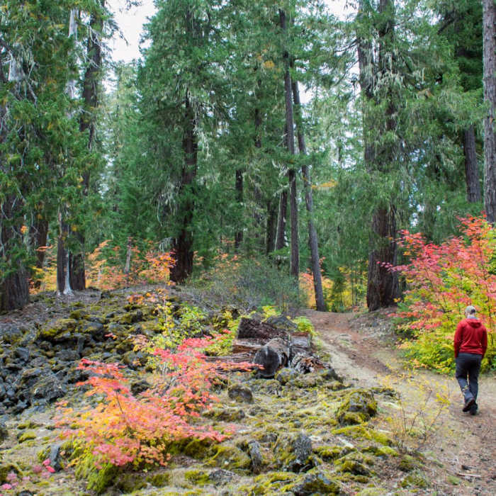 Near Santiam Wagon Road Trail: McKenzie River Trailhead