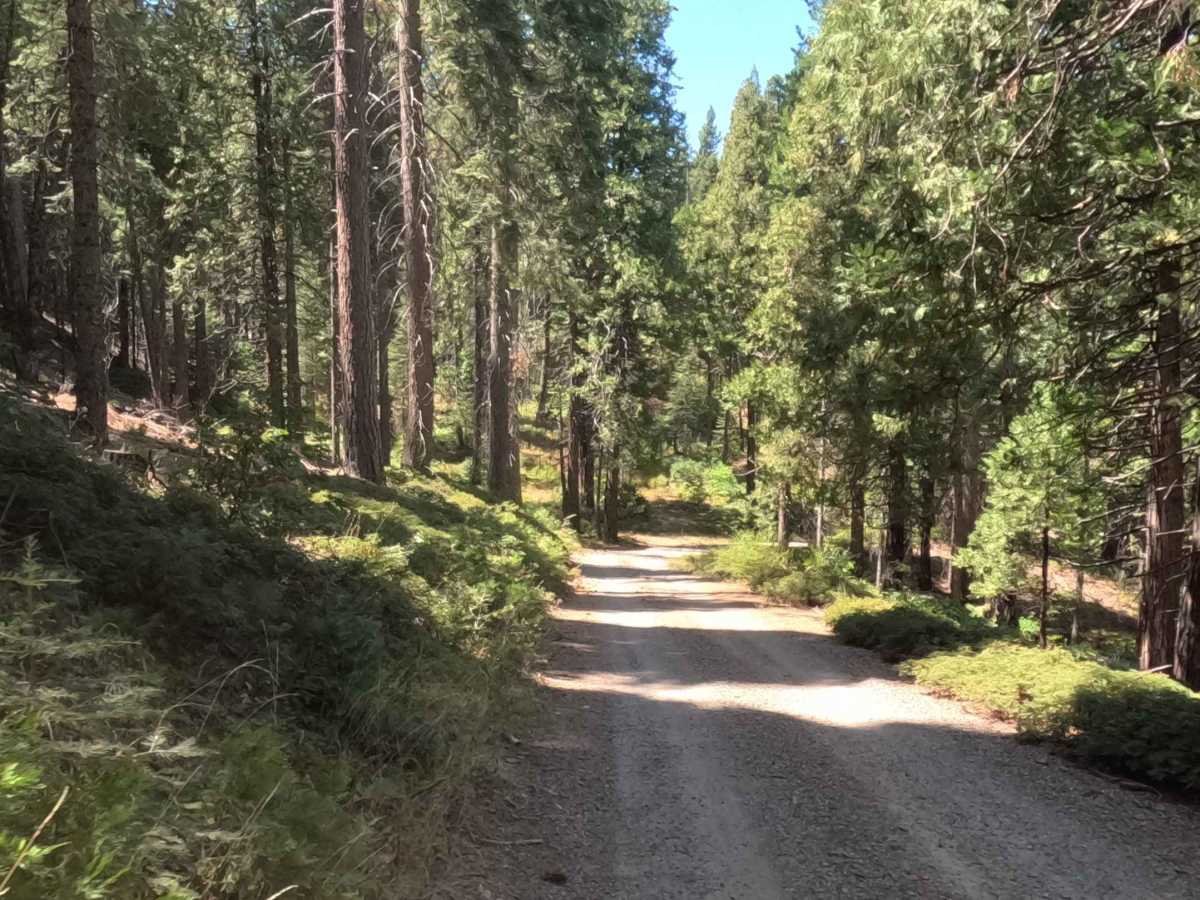 Lower Speckerman Fire - FS 5S017 trail photo