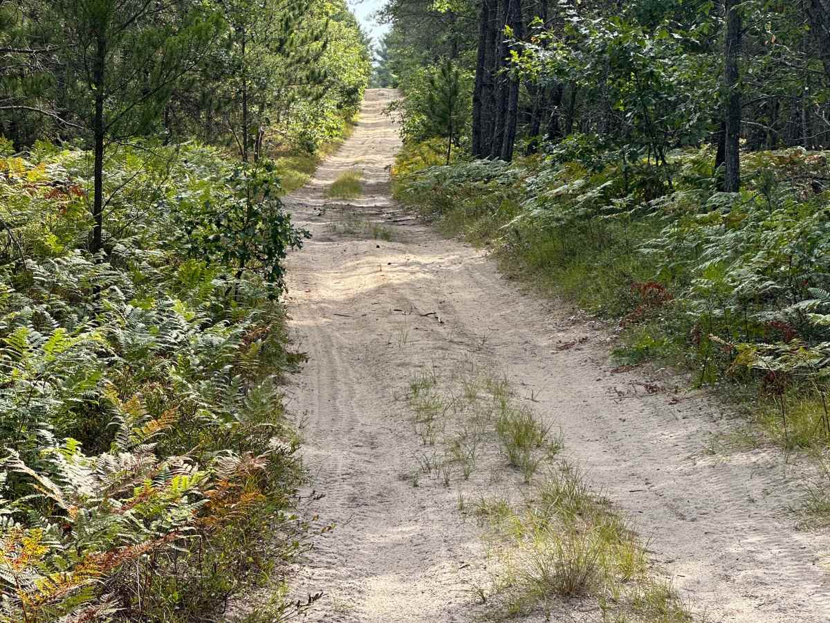 Pond Road  photo 5