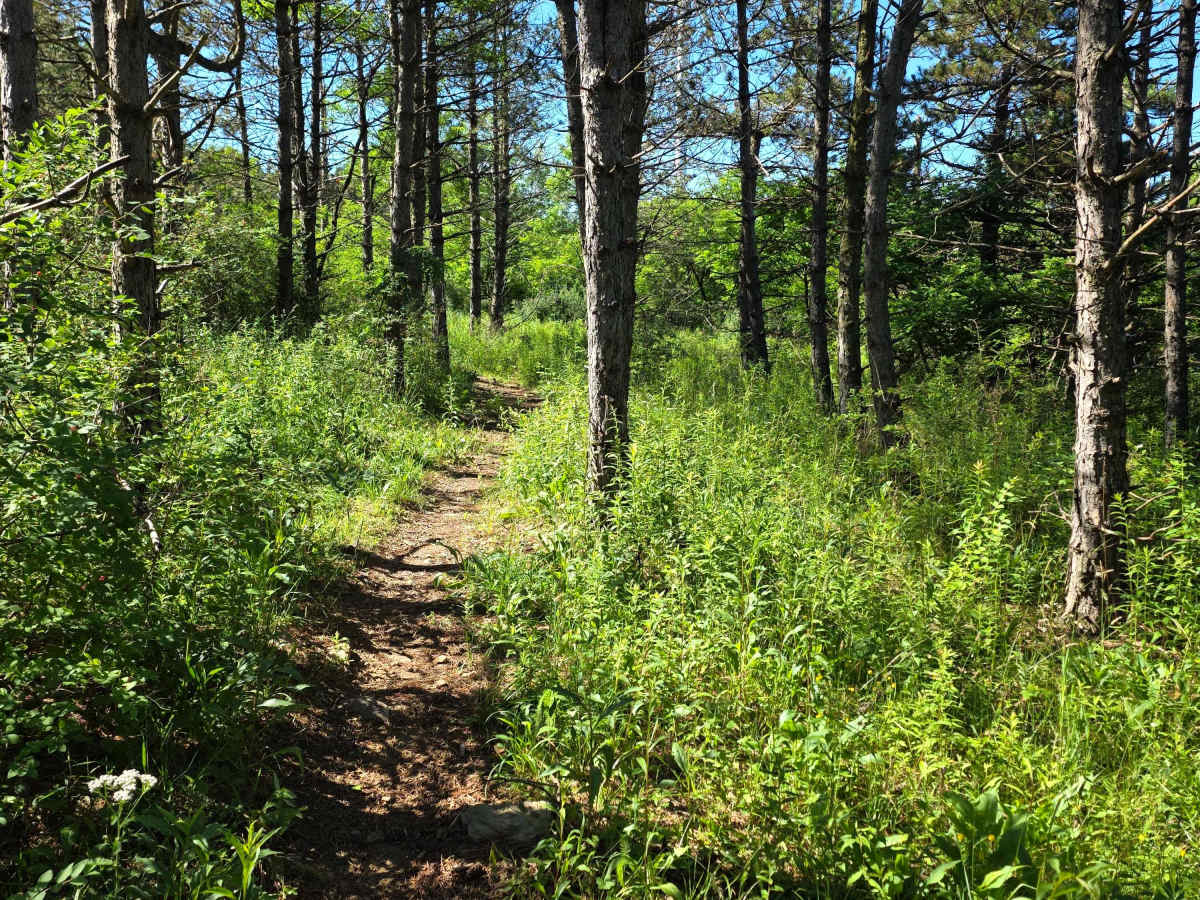 Single Track N photo 4