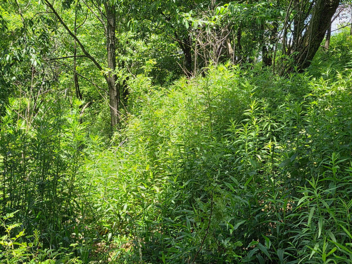 Single Track NA photo 5