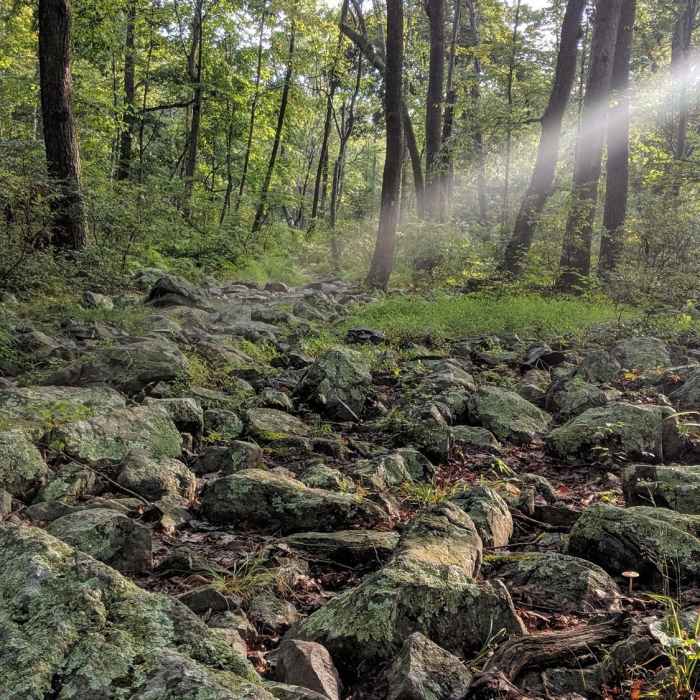 Near Dunnfield Creek Trail