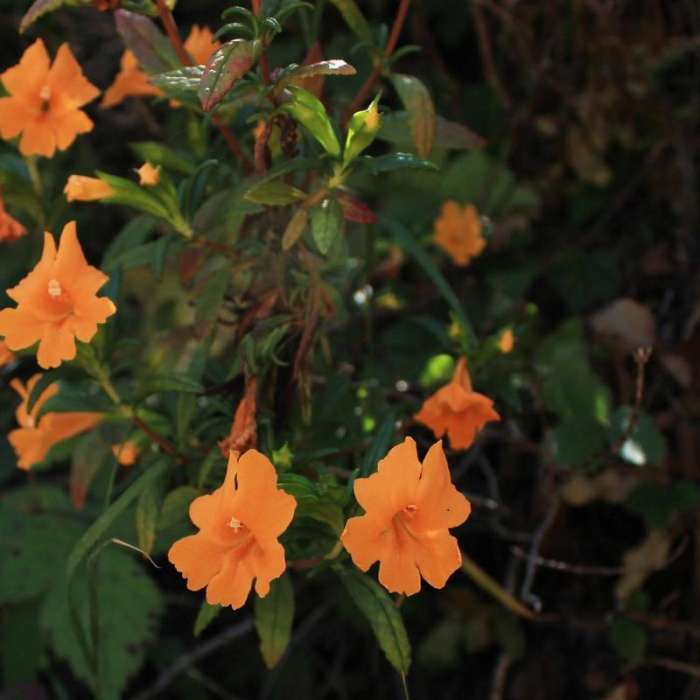 Near Gray Whale Cove Trail