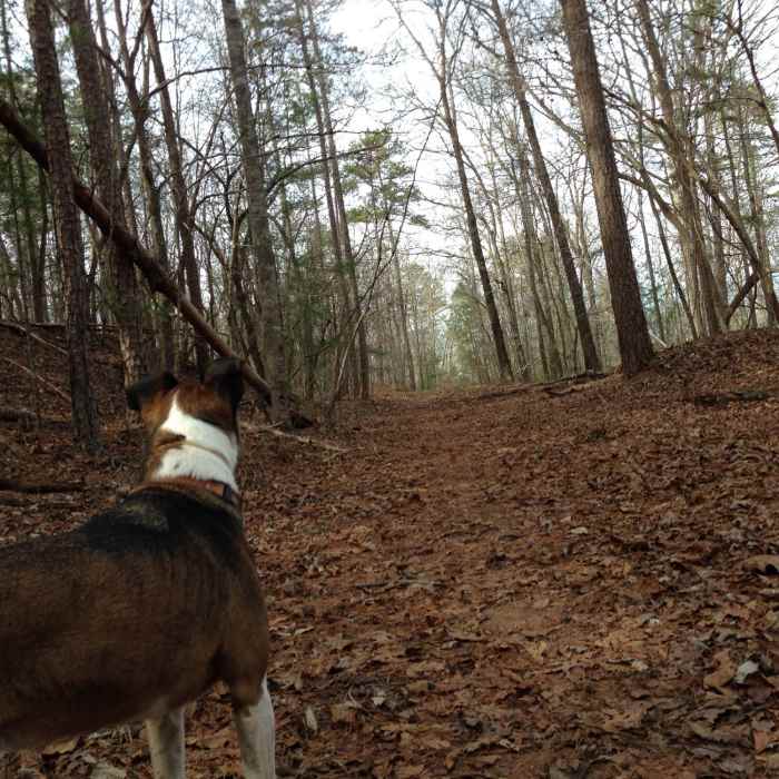 Near Dam Road Trail