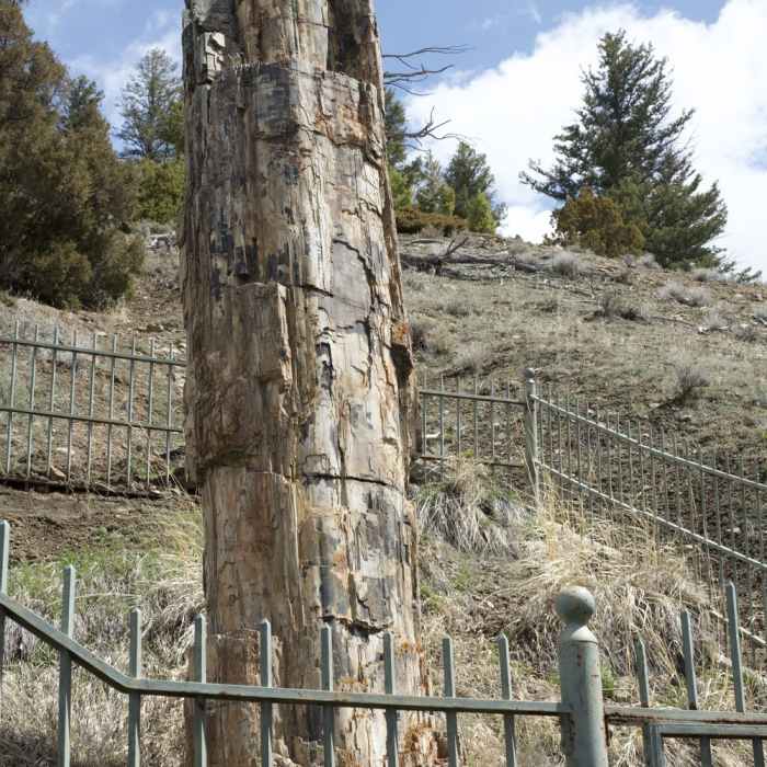 The petrified tree is protected by a gate, but allows you to see what a petrified tree looks like. Near Lost Lake Trail