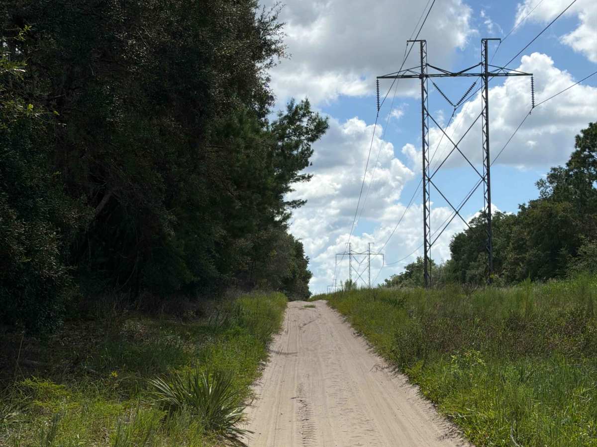 West Wandering Wiregrass - ONF 19-6.1 photo 2