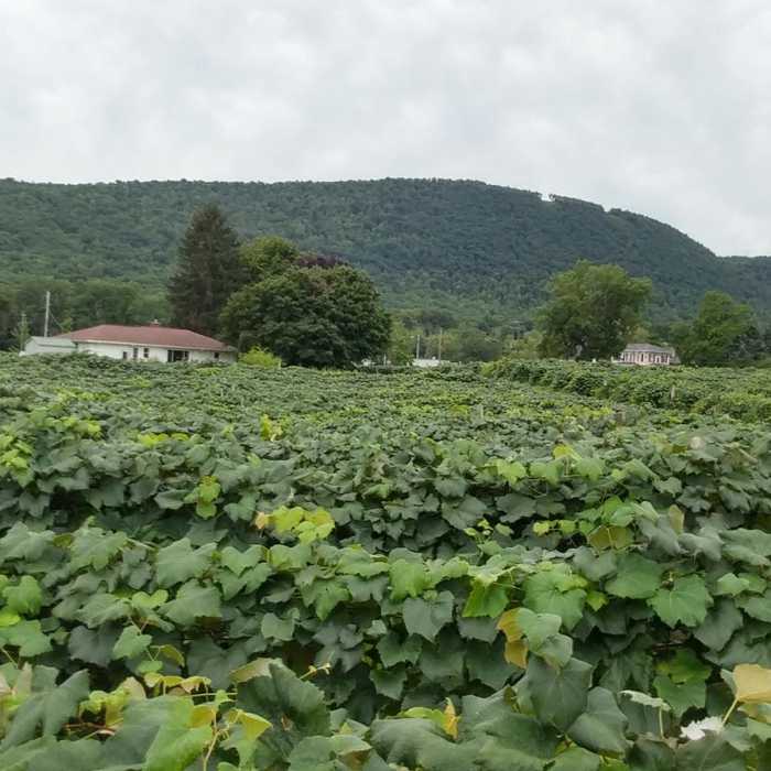 Near Finger Lakes Trail: Mitchellsville Gorge