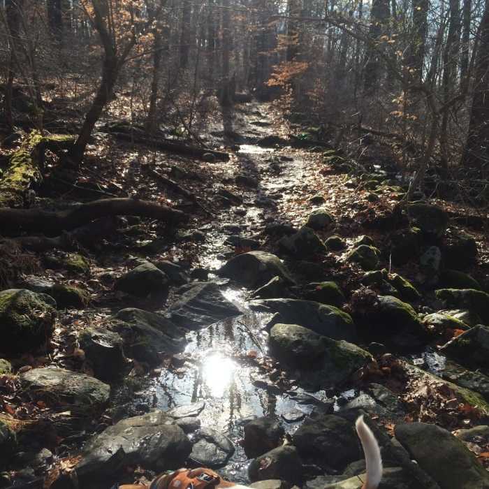 Small stream crossings with the pup, after a rainy morning. Near Rocky Run - Longwall Loop