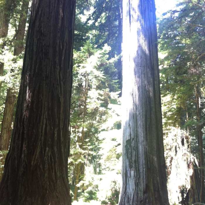 Near Prairie Creek Trail