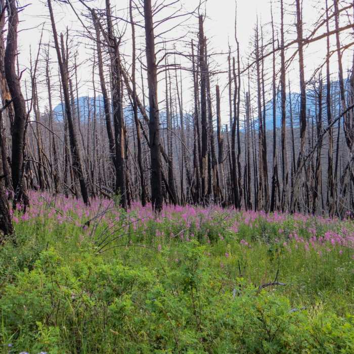Near Beaver Pond Loop