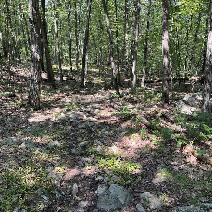 Near Iron Mine Trail Near Iron Mine Trail