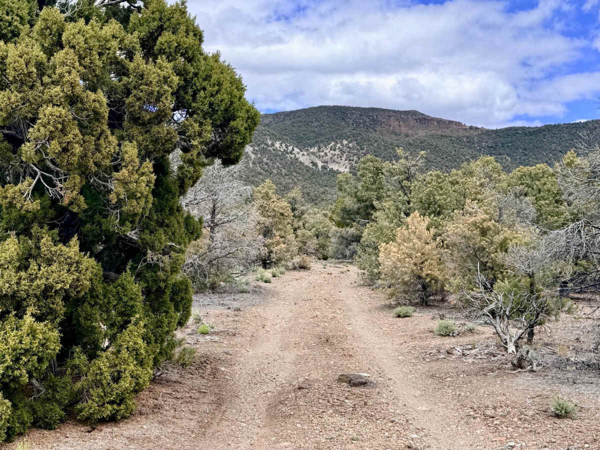 Murphys Camp Spur - FS 44235A photo 6