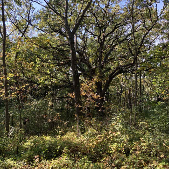 Near Vista Nature Loop Near Vista Nature Loop