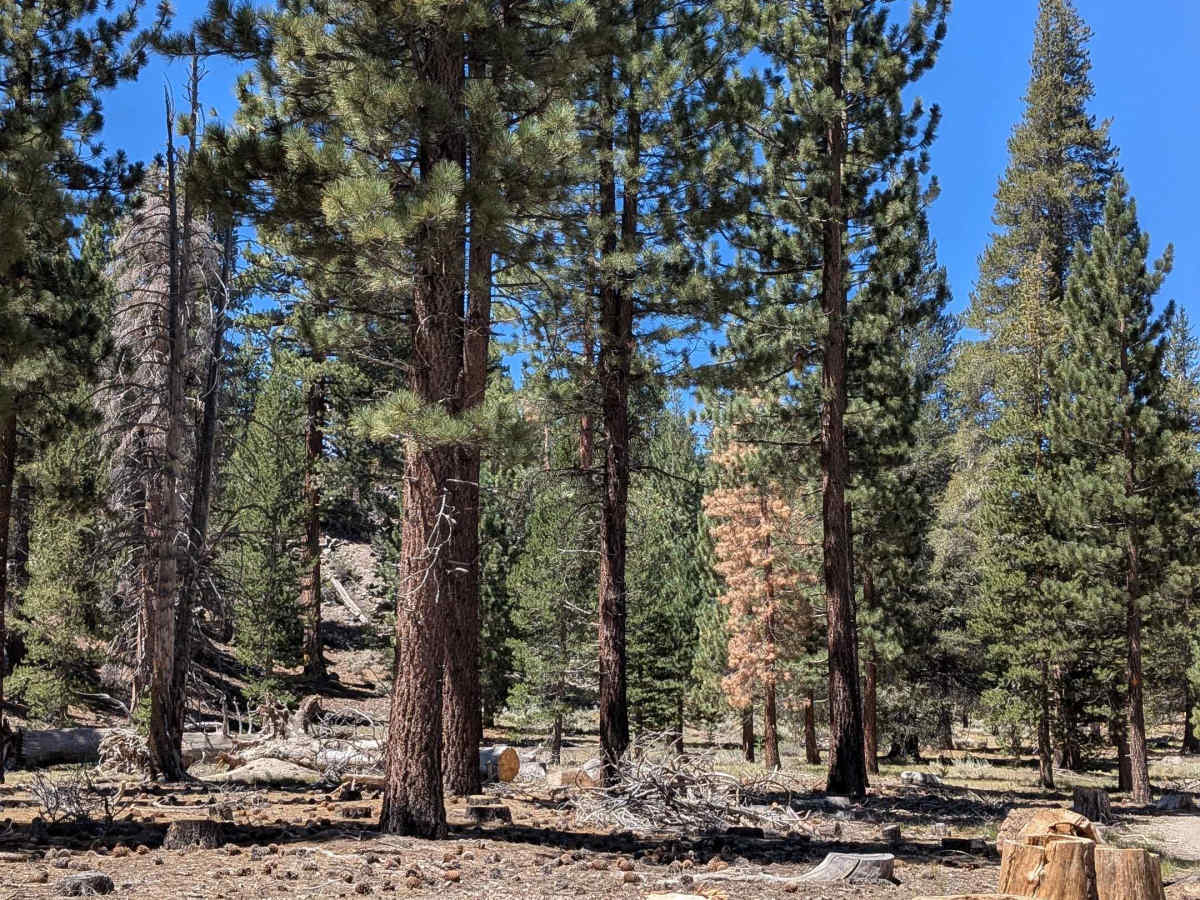 Forest Service Road 2S2111 photo 6