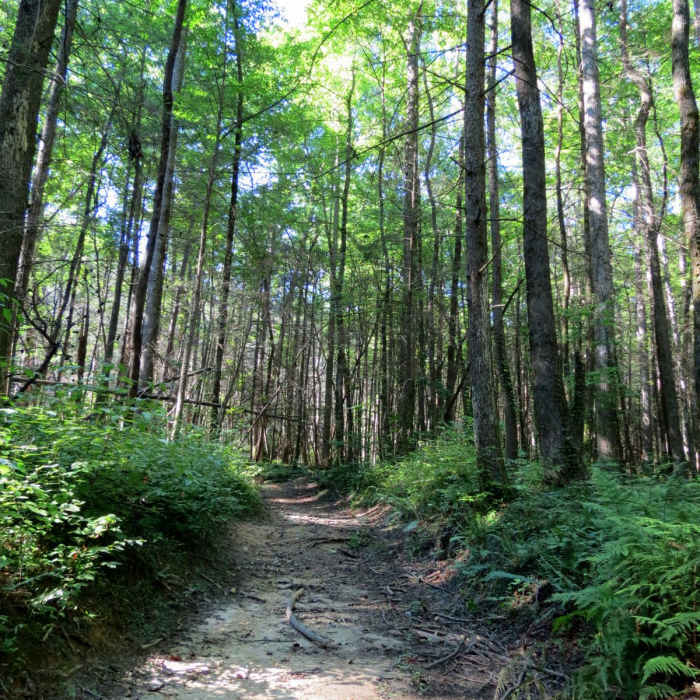 Near Cochran Falls Trail