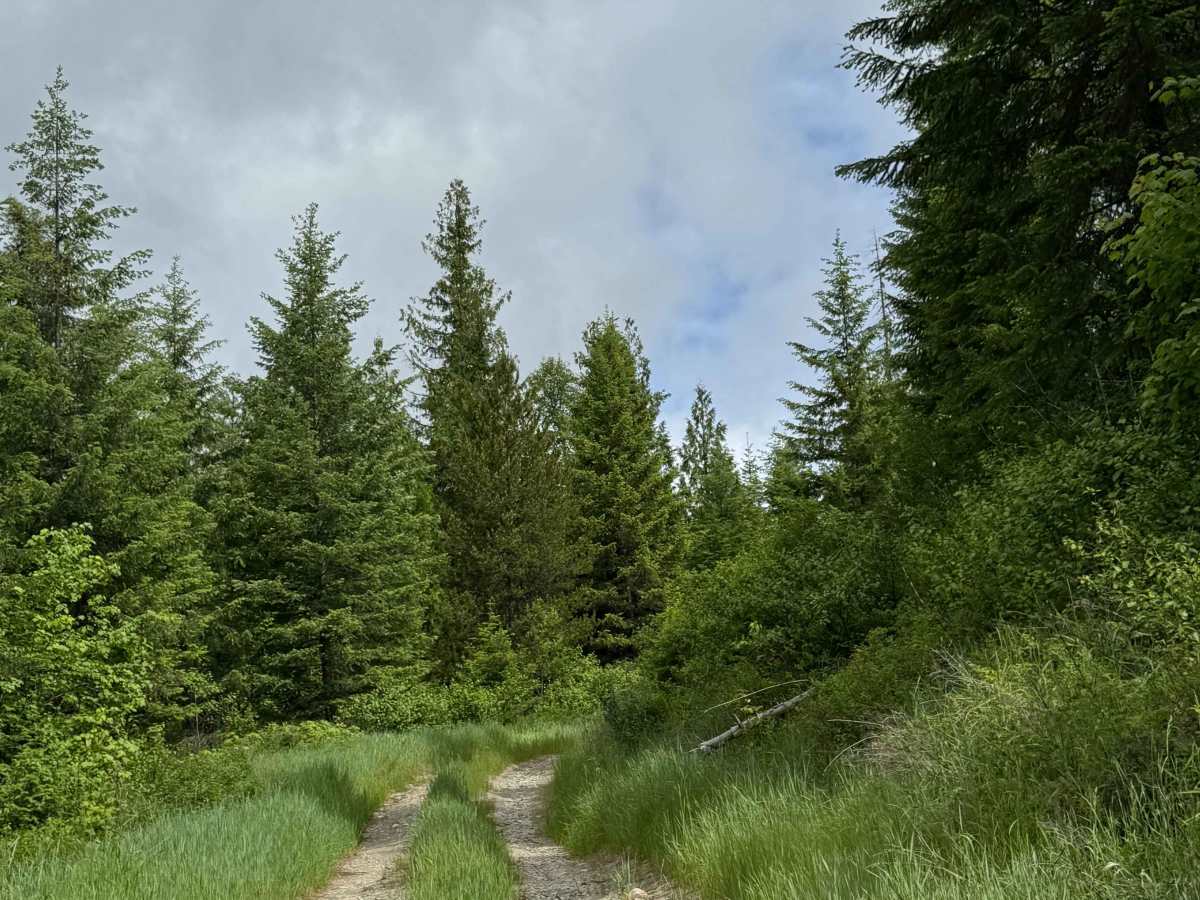Forest Mountain - FS 3165-320 photo 6