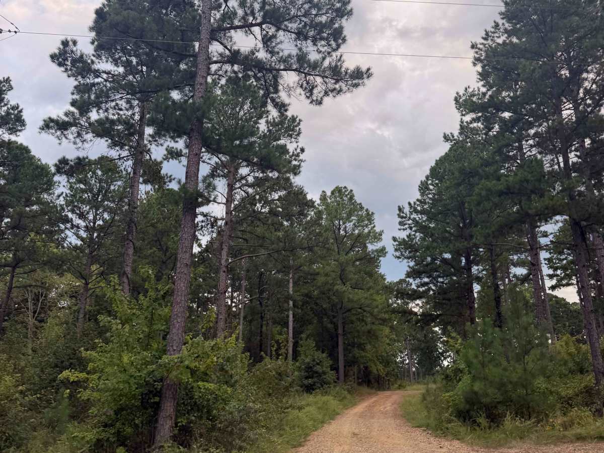 Pine Crisp  photo 4