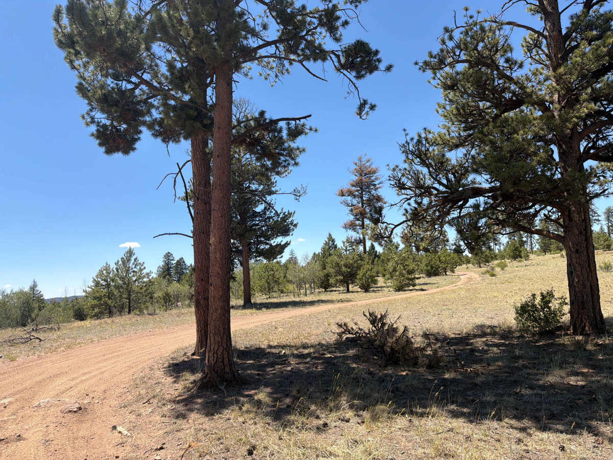 Wiggler Loop Road - FS 243.1B photo 5