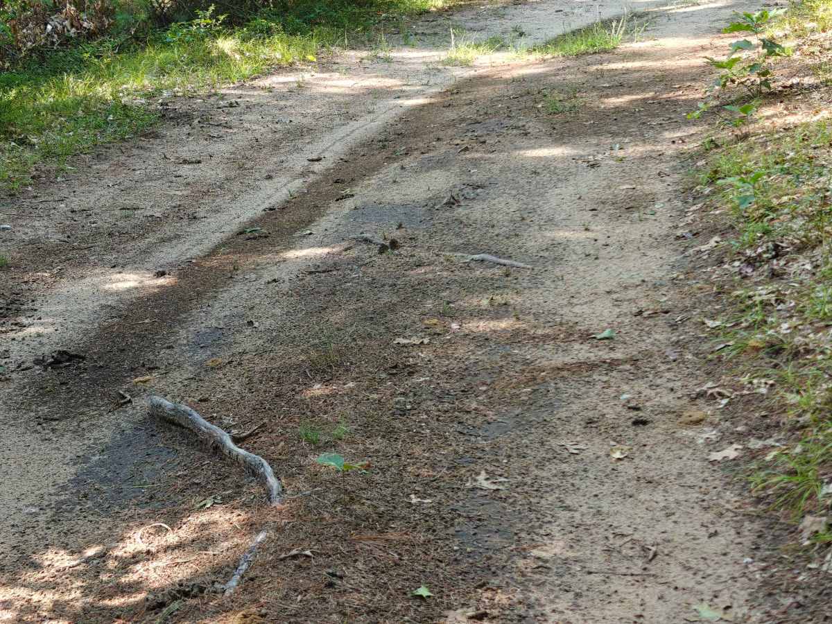 Deer Camp Trail photo 4