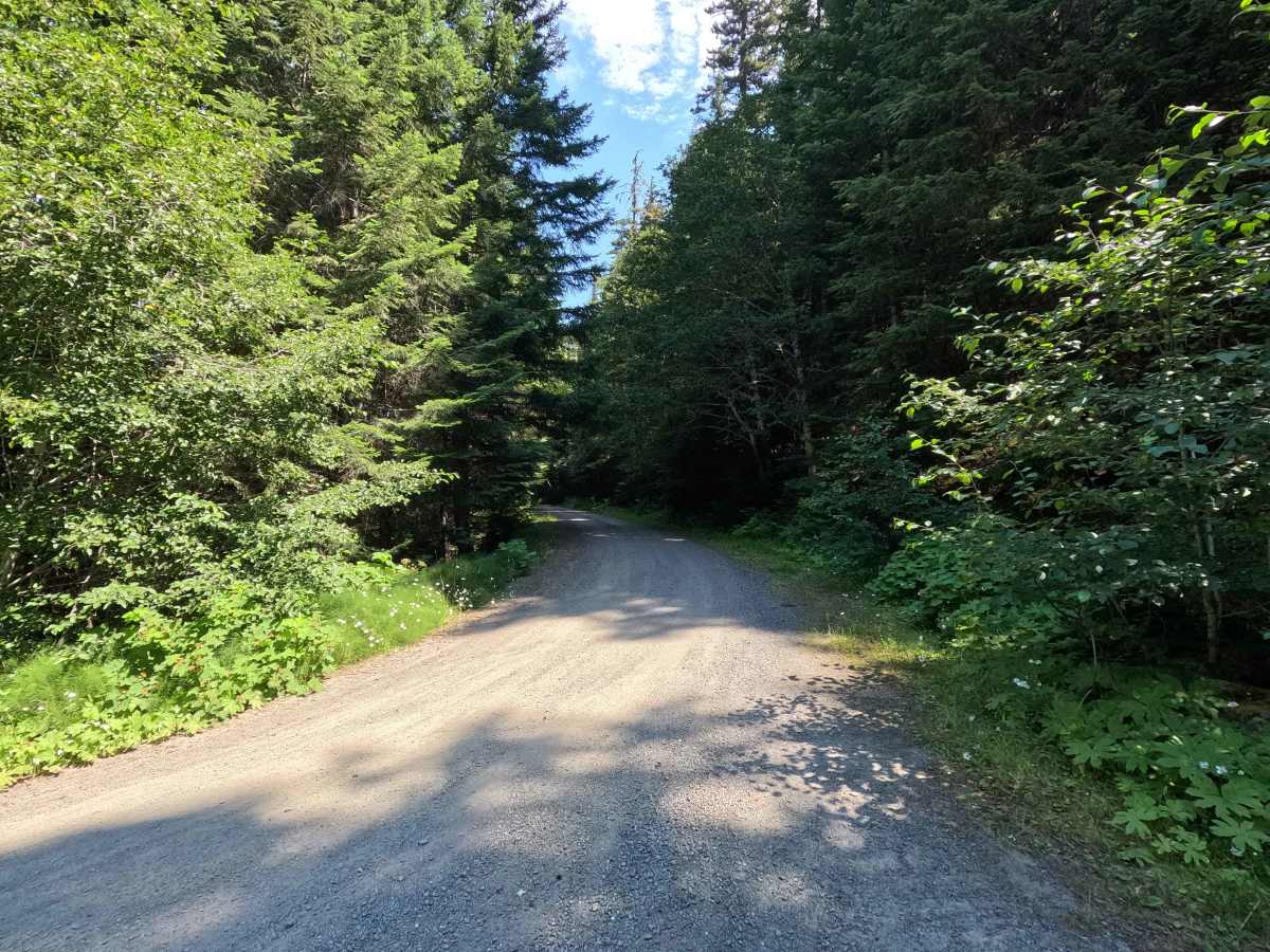 Upper Dunegeness Fork - FS 2870 trail photo