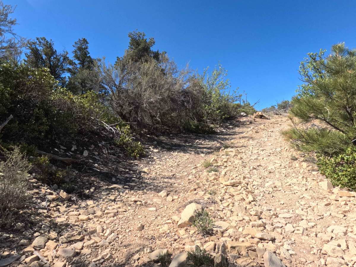 BLM 73Q photo 2