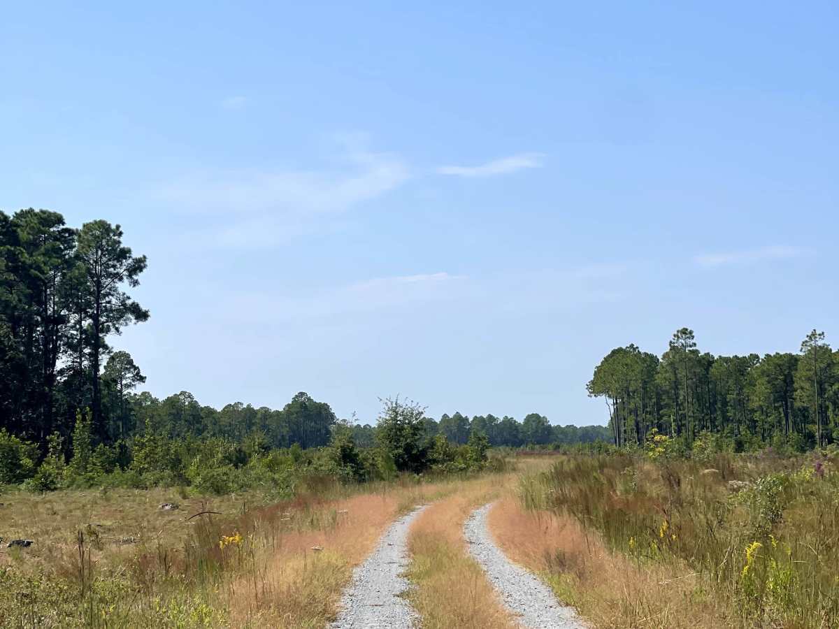 Williams Road photo 3