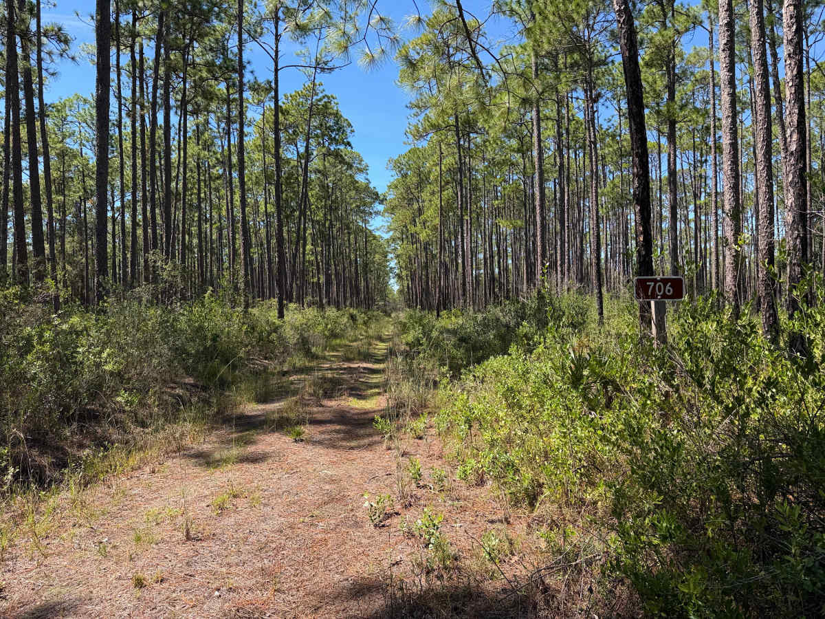 FS 706 trail photo