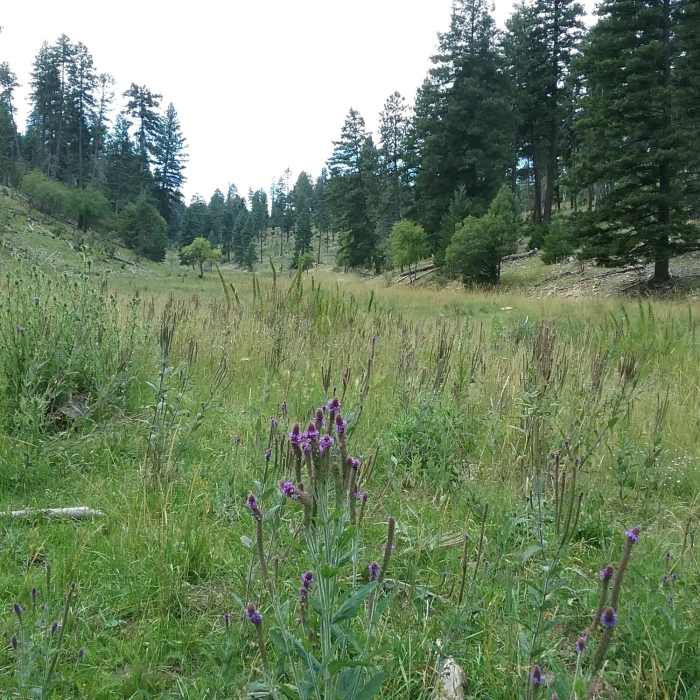 Near Sleepy Grass Trail T11