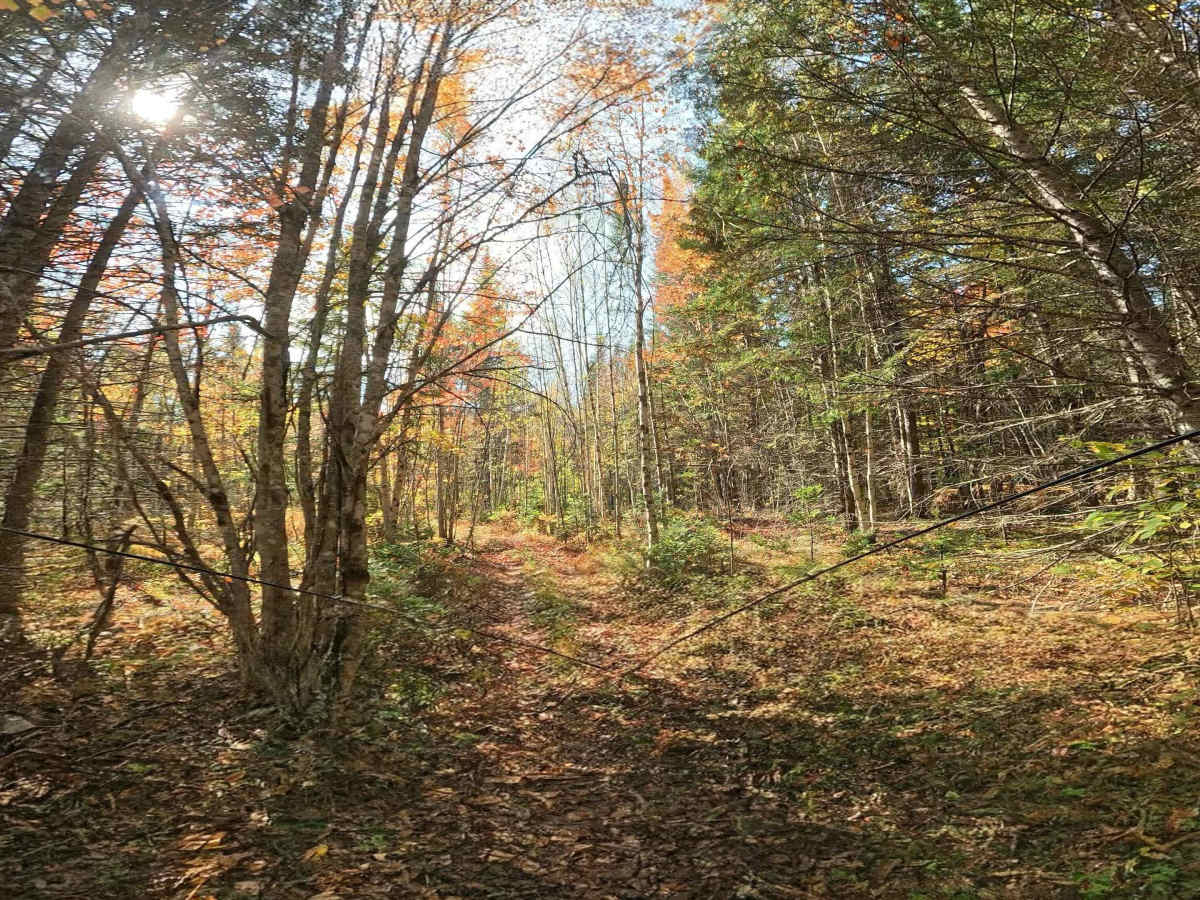 Old Hatchery Winter Trail End photo 2