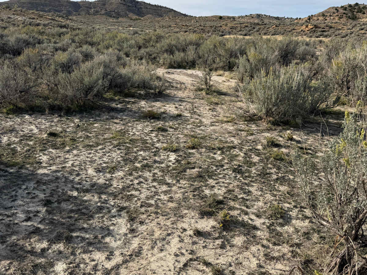 Bobcat - Upper trail photo