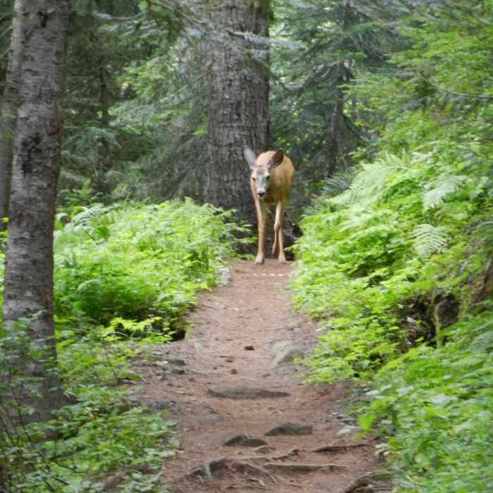 Near Ptarmigan Traverse
