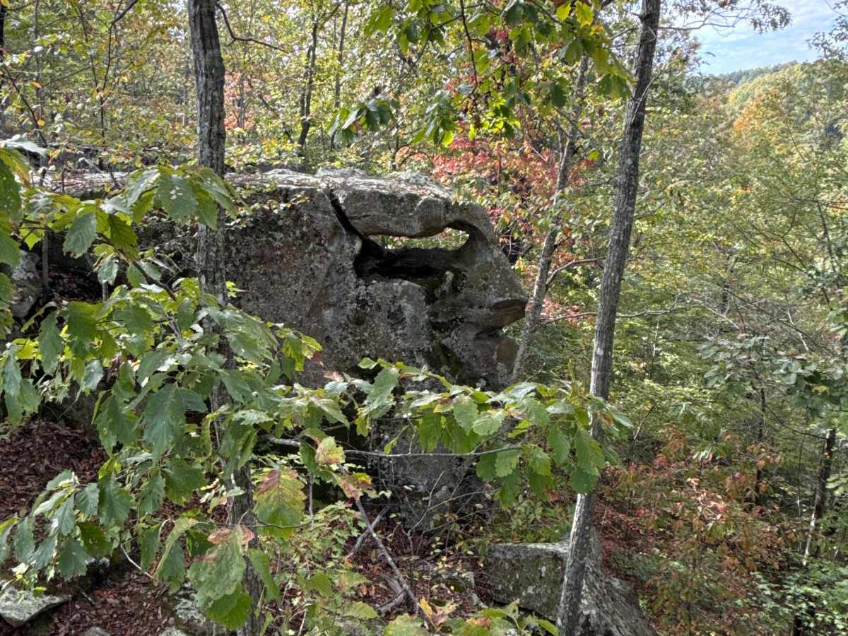 Board Tree Loop trail photo