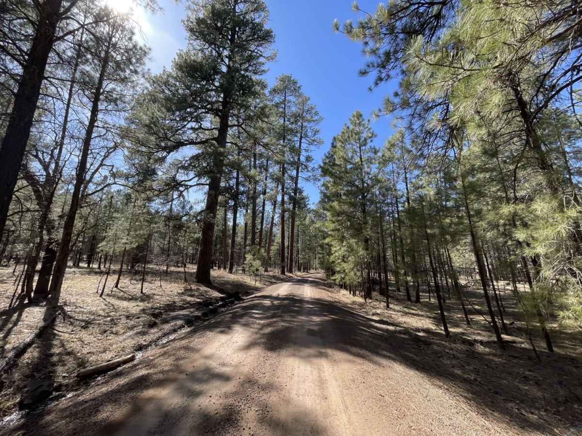 Ruin Mountain trail photo