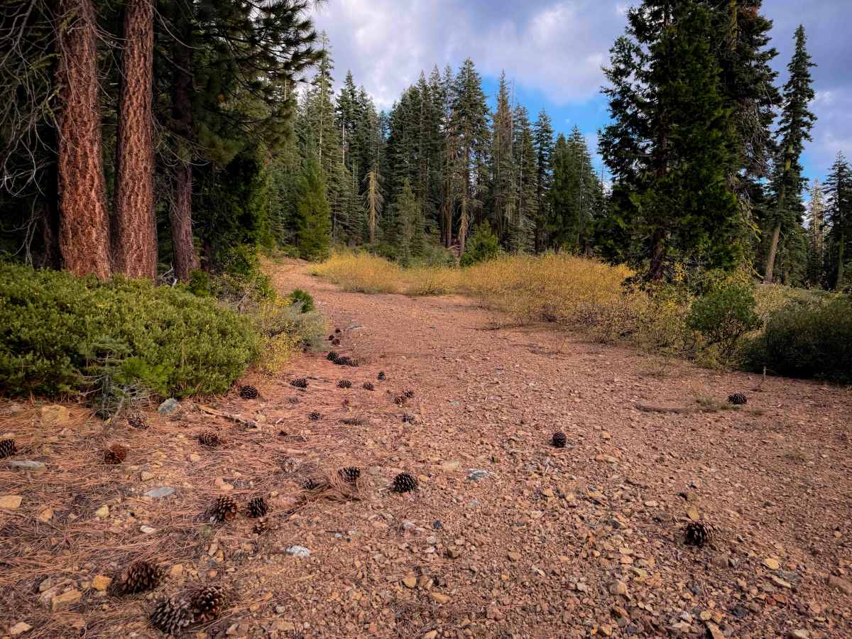 Grizzly Ridge  photo 6