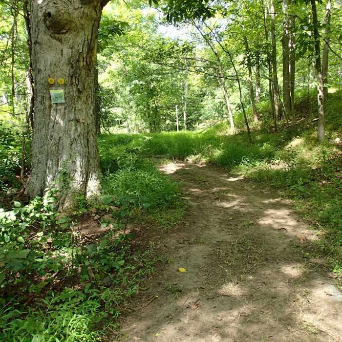 Near Hubbard Loop Trail