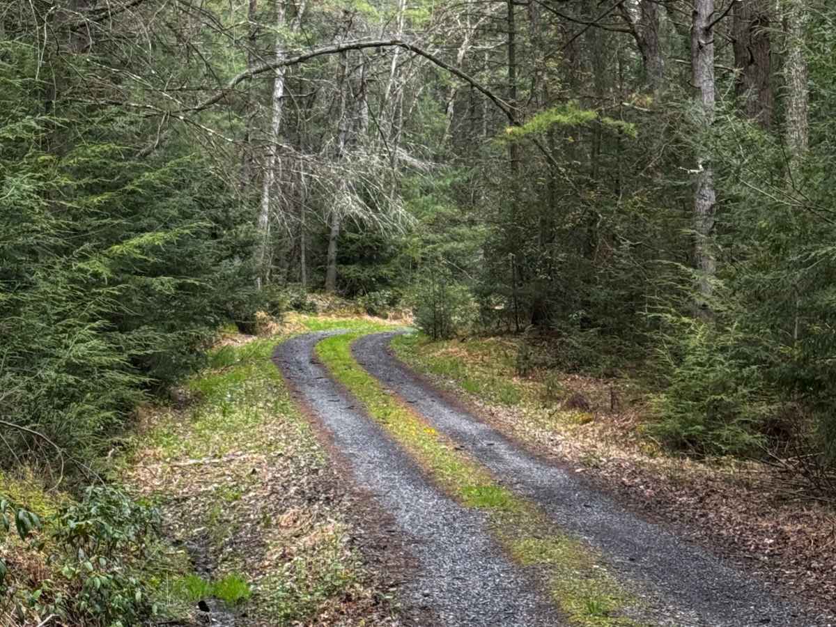 Ott Fork Road photo 5