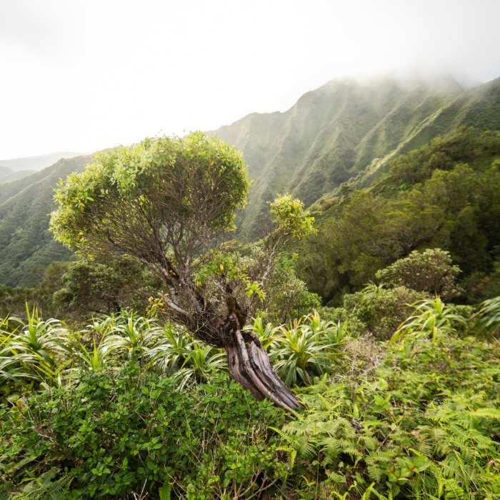 Near Kuliouou West Loop Near Kuliouou West Loop