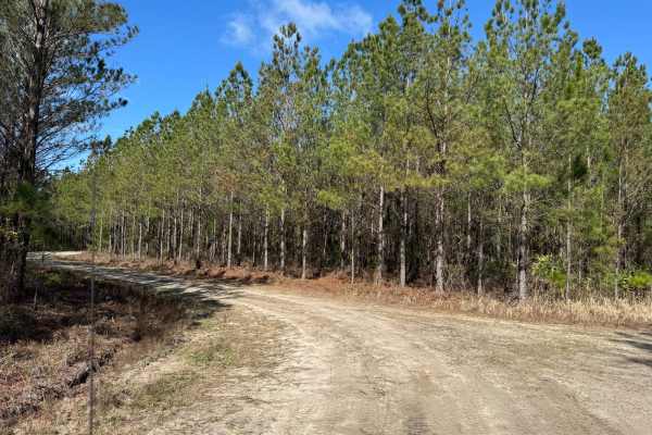 Pea Patch Loop