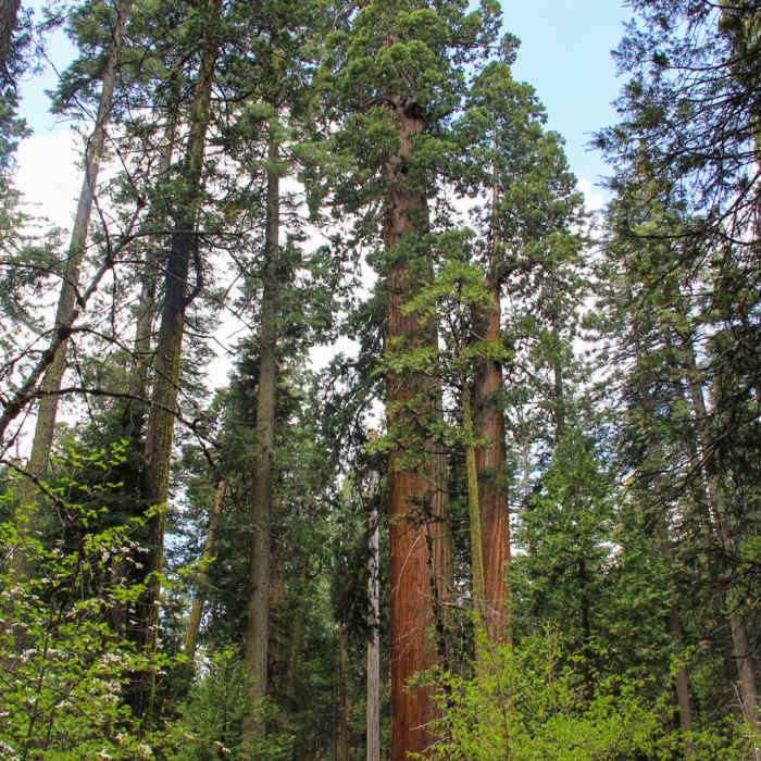 Near North Grove Trail